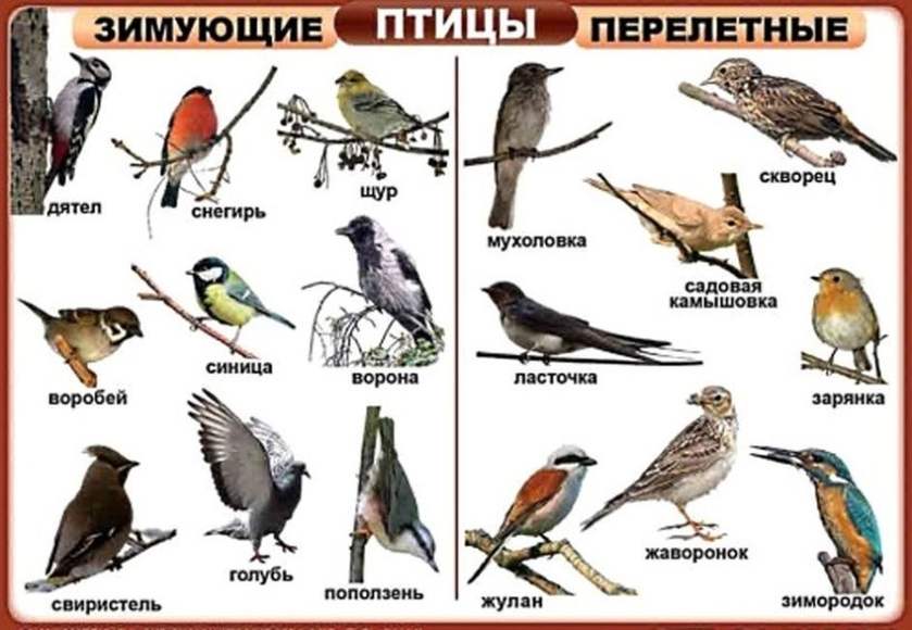 Карточки Домана Птицы 20 карточек Ламинация на русском языке (2100064065514)